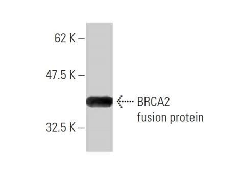 BRCA2 Antibody 3D12 SCBT Santa Cruz Biotechnology