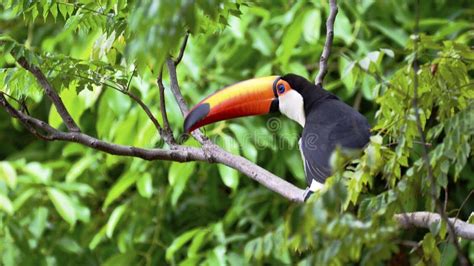 Toucan stock image. Image of tucano, branch, toucanfruit - 232186527