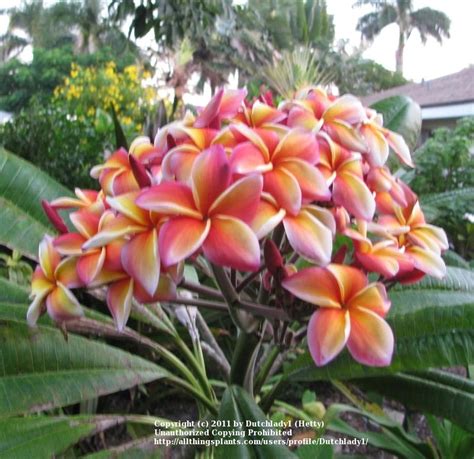 Plumeria Plumeria Rubra Lurline In The Plumerias Database