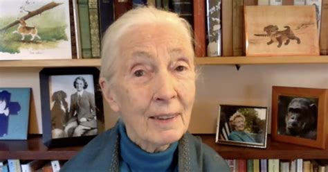 Jane Goodall Habrá más pandemias si no cambiamos nuestra relación con