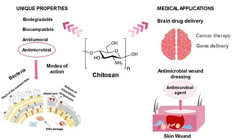 Molecules Free Full Text Chitosan Based Nano Materials For Novel