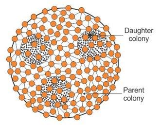 Diagram Of Volvox With Labeled Parts