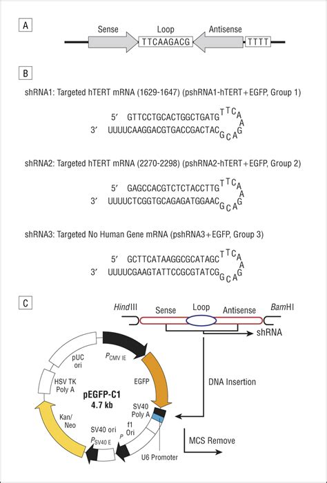 Inhibition Of Human Telomerase Reverse Transcriptase In Hep Cells