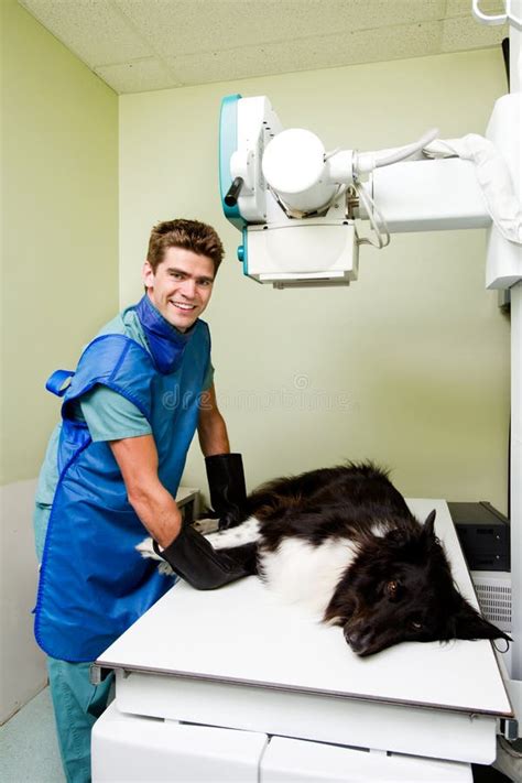 Vet X-ray stock image. Image of radiologist, veterinary - 15957757