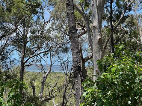 Timothy Street Macleay Island Qld Domain