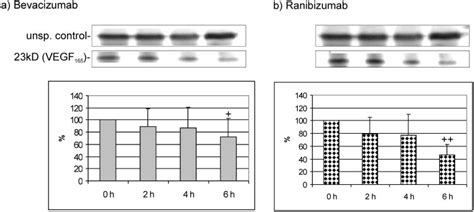 Vegf Expression In Western Blot After A Bevacizumab Or B Download Scientific Diagram