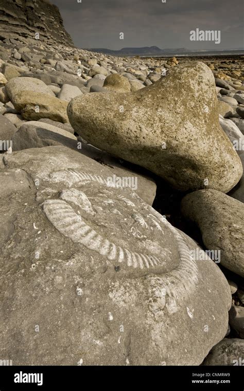 Ammonite Fossils Exposed In Rock On Beach Near Lyme Regis Jurassic Coast World Heritage Site