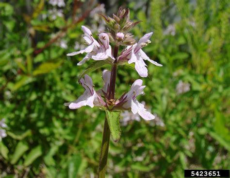 Florida Betony Stachys Floridana