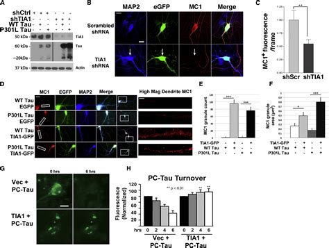 Interaction Of Tau With The RNA Binding Protein TIA1 Regulates Tau