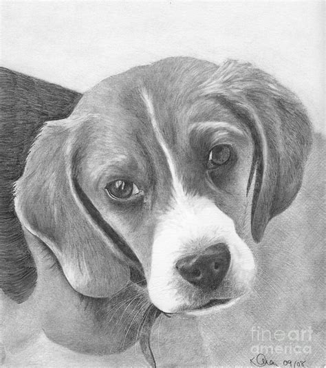 Beagle Drawing By Karen Townsend