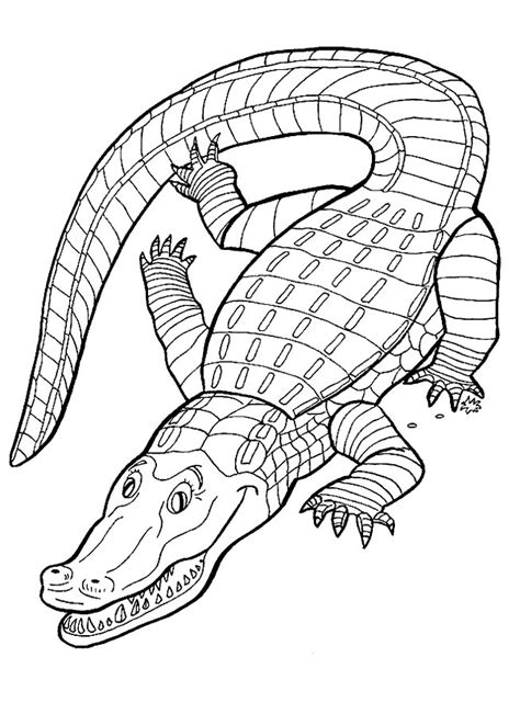 Coloriage Crocodile Lescoloriages Net