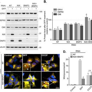 Hif Is Essential For Mitophagy Induced By Loss Of Iron Sh Sy Y Cells