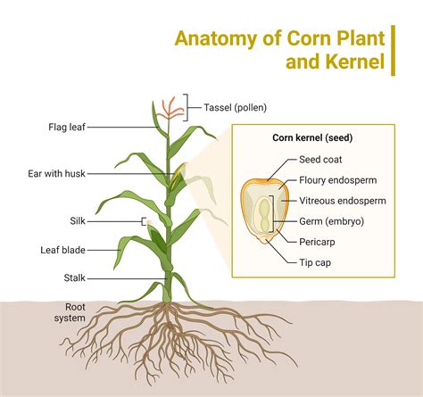 Anatomy Of Corn Plant And Kernel Biorender Science Templates