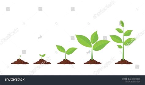 Phases Plant Growing Planting Tree Infographic Evolution Concept Sprout