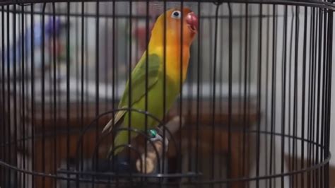 Pancingan Lovebird Ngetik Ngekek Panjang Ampuh Gacor YouTube