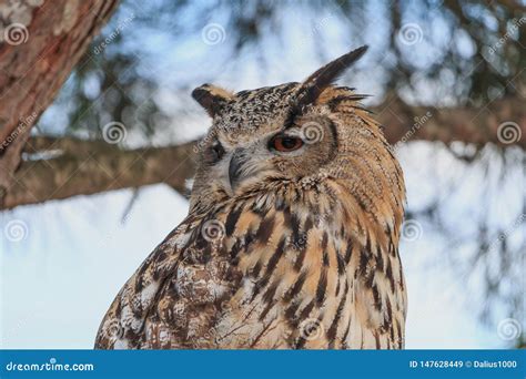 Great Horned Owl Sitting On Pine Tree Closeup Stock Image Image Of