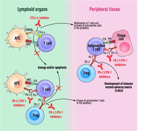 Schematic Representation Of The Proposed Mechanism For Autoimmunity