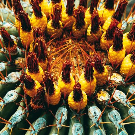 Fondo Macro De Cactus Concepto De Amante De Las Plantas Foto Premium