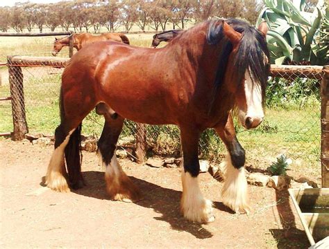 Lovely bay Clydesdale (?) with matching socks | Clydesdale horses ...