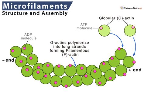 Microfilaments Definition Structure And Functions | Science Facts ...