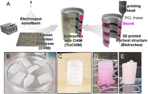 Figure 10 From Natural Hydrogel Based Bio Inks For 3d Bioprinting In