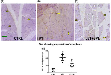 Immunohistochemical Staining For BAX Antibody In The Skeletal Muscle