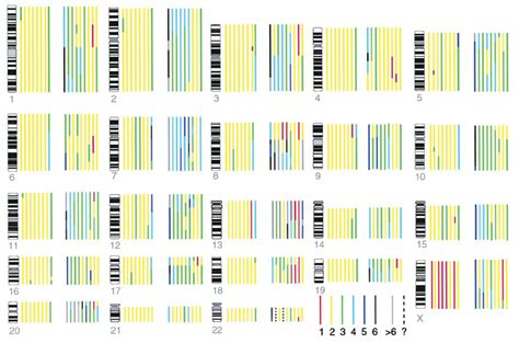 Copy Numbers Of Chromosome Segments Estimated By Cgh Using Ploidy