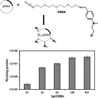 Plasmid Dna Functionalization A Scheme Of Plasmid Functionalization