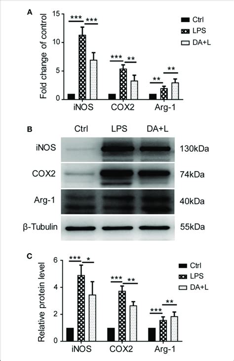 Notch1 Signaling Regulated Retinal Microglia Polarization In Vitro