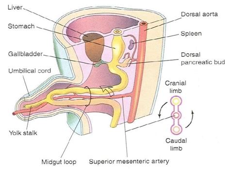 DEVELOPMENT OF DIGESTIVE SYSTEM MIDGUT HINDGUT By Dr