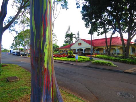 Dole Plantation-Oahu, HI - KMB Travel Blog