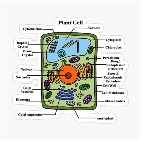 A Simple Guide To A Blank Plant Cell Diagram