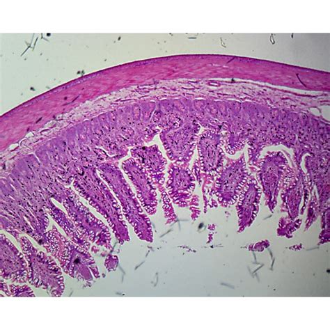 Prepared Microscope Slide,Jejunum Plicae Circulares & Villi