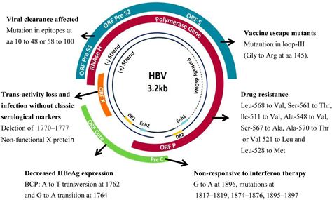 Hepatitis B Virus Genome