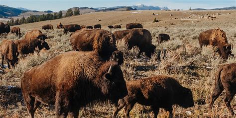 Yellowstone Americas First National Park Turns Wsj