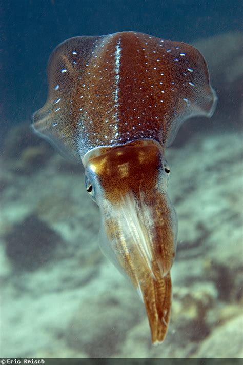 Squid underwater photography