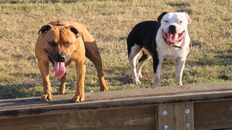 Staffordshire Bull Terrier Prix de ce chien Caractère Santé