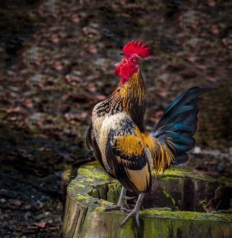 Pin By Michele Snow On Livin The God Life Farm Life Chickens