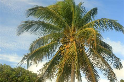 Coconut Tree Palm Free Photo On Pixabay Pixabay