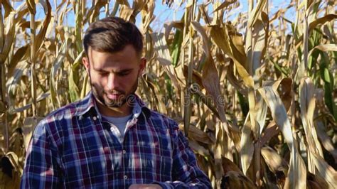 Agronomist Checking Corn If Ready For Harvest Portrait Of Farmer Stock