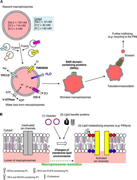 Frontiers Functional Significance Of Ion Channels During