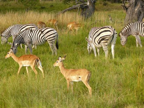 Fotos Gratis Pradera Aventuras Fauna Silvestre Manada Pasto