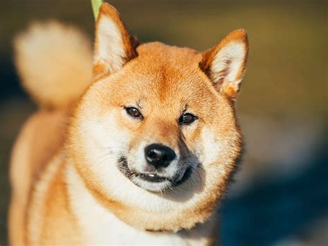 Shiba Inu Köpek Irkı Özellikleri Elit Yavru