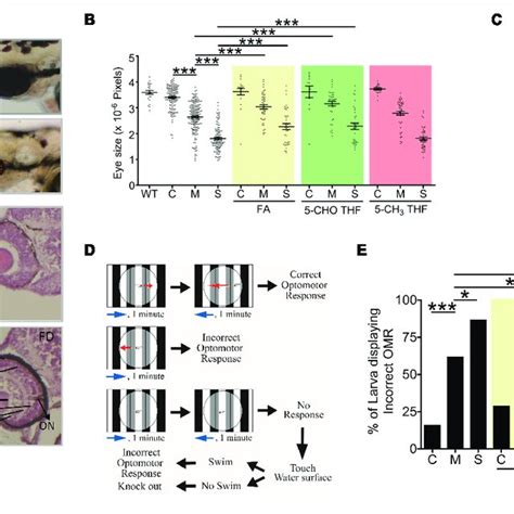 Morphological And Functional Characterization On The Eyes Of FD