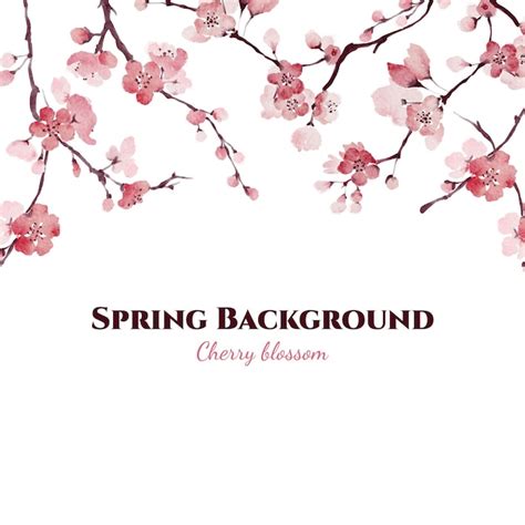 Premium Vector Watercolor Sakura Vector Border Background Or Banner