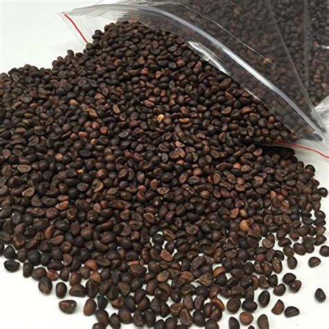 Water Spinach Seeds Ipomoea Aquatica Kalmi Saag Seeds Kangkung