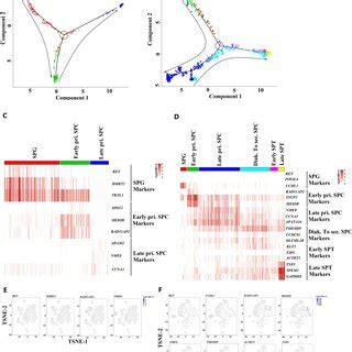 Dynamic Spermatogenic Gene Expression Patterns And Cell Type Specific