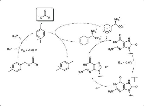 Scheme Proposed Mechanistic Pathway Of Nucleobase Mediated