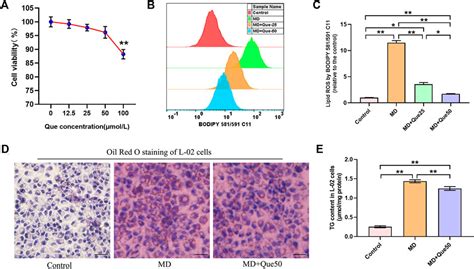 Frontiers Targeting Mitochondrial ROS Mediated Ferroptosis By