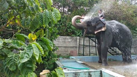 Have You Ever Enjoyed Elephant 🐘 Giving Shower Bath 🛀 😀 हाथी स्नान